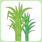 環境素材として注目されているさとうきび